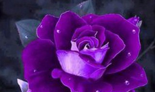 紫色玫瑰代表什么（紫色玫瑰代表什么爱）