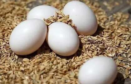 一个鸽子蛋营养能顶几个鸡蛋呢
