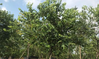玉蕊树的种植技巧 玉蕊树的种植技巧和方法