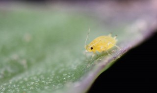好的消灭蚜虫的方法 好的消灭蚜虫的方法有哪些