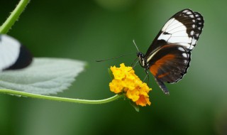 蝴蝶发现花蜜靠什么 蝴蝶发现花蜜靠什么传播