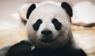 国宝大熊猫的文化意义（国宝大熊猫的文化意义和价值）