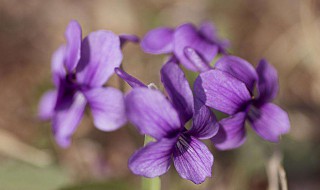 紫罗兰栽培到家中 紫罗兰如何移栽