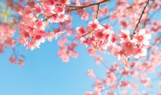 日本的国花樱花寓意是什么（日本樱花国花的由来）