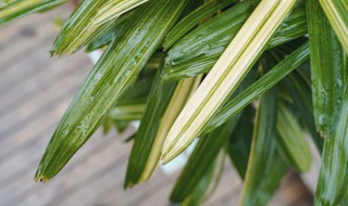 棕竹的养护技巧 棕竹的养护方法