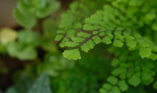 蕨类植物及其繁殖方法是什么 蕨类植物的繁殖方式是什么?