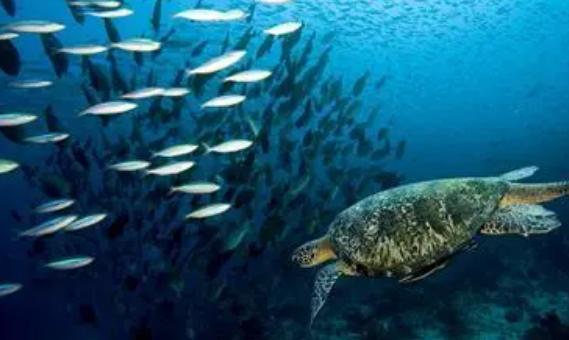 闪电有声音吗？海底的动物还会发出哪些声音？