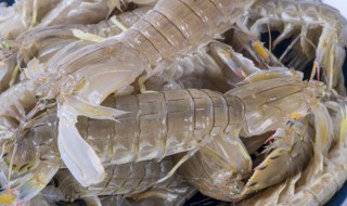 如何保鲜皮皮虾 如何保鲜皮皮虾不会坏