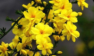 迎春花的特征是什么颜色 迎春花的颜色特点和气味