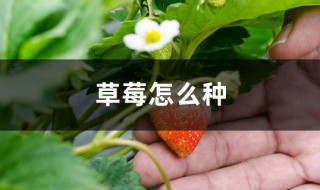 种植草莓最简单的方法（种植草莓最简单的方法是什么）