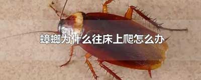 蟑螂为什么会爬到床上-简短介绍
