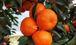 砂糖橘的养护方法 砂糖橘的养护方法和管理