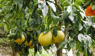 柚子树的栽植方法（柚子树的栽植方法和技术）