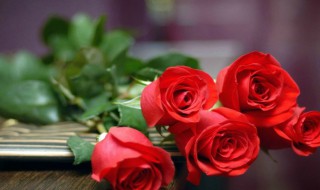 玫瑰花的别称和雅称 诗经中玫瑰的雅称