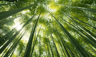 竹子的习性和养殖方法（竹子的养殖方法和修剪）