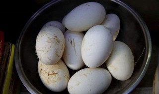 挑选鹅蛋的方法（怎么选鹅蛋不被骗）