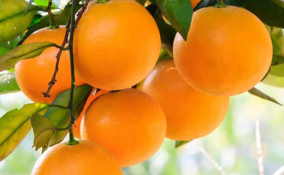 冰糖橙和皇帝柑哪个更好吃？冰糖橙是热性还是凉性