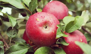 苹果如何保鲜 苹果如何保鲜更长久?没想到这么简单