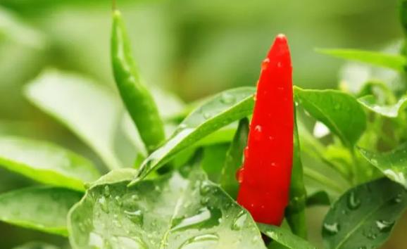新鲜小米椒怎么长时间保存？小米椒和朝天椒的区别是什么