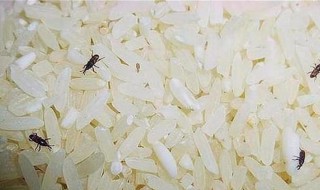 大米生虫去除最快方法 大米生虫去除最快方法是什么