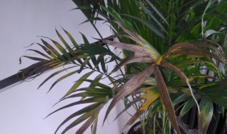 富贵椰子换花盆方法 富贵椰子树换盆的方法