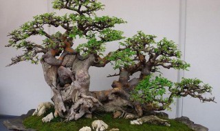 虎皮榕树的繁殖方法和注意事项（虎皮榕树的繁殖方法和注意事项有哪些）