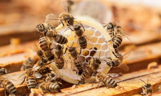 养蜜蜂的技巧 养蜜蜂的技巧和方法