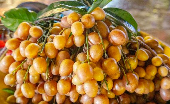 黄皮果品种有哪些？黄皮果的籽能吃吗