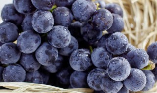赖葡萄种植方法 赖葡萄种植方法解说