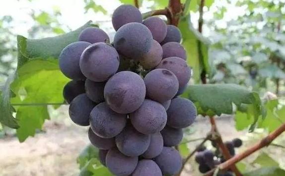 葡萄哪个位置最甜？葡萄有哪些品种？