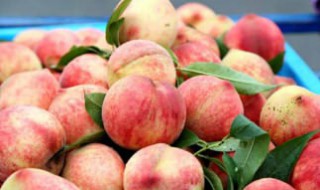 观赏桃树的桃子能吃吗 观赏桃树的桃子能吃吗有毒吗