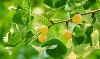 银杏树果子能吃吗怎么吃不中毒（银杏树的果能吃吗?有毒吗?）