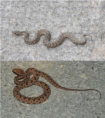 小型蛇的种类图片