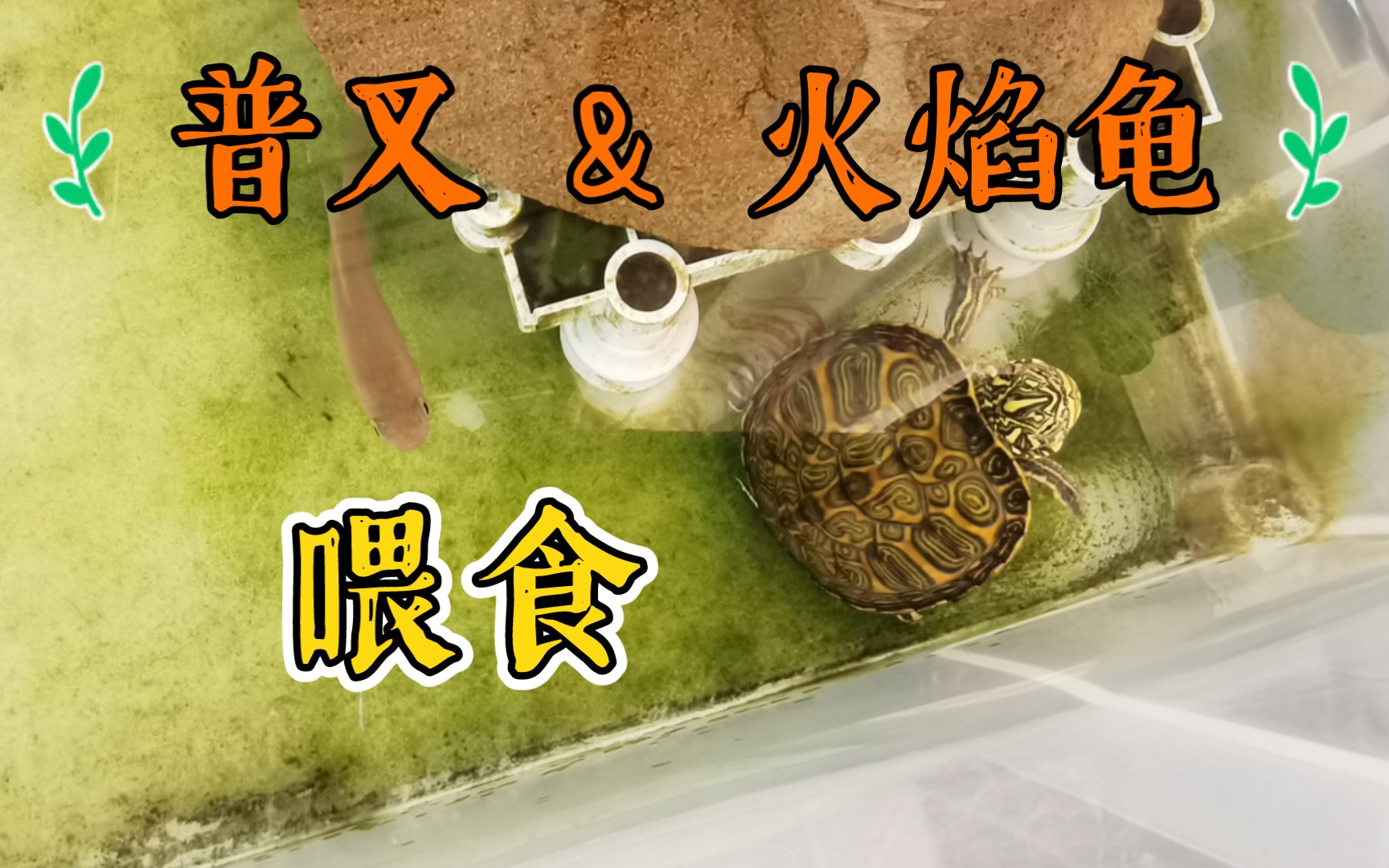山乌龟的养殖方法和注意事项