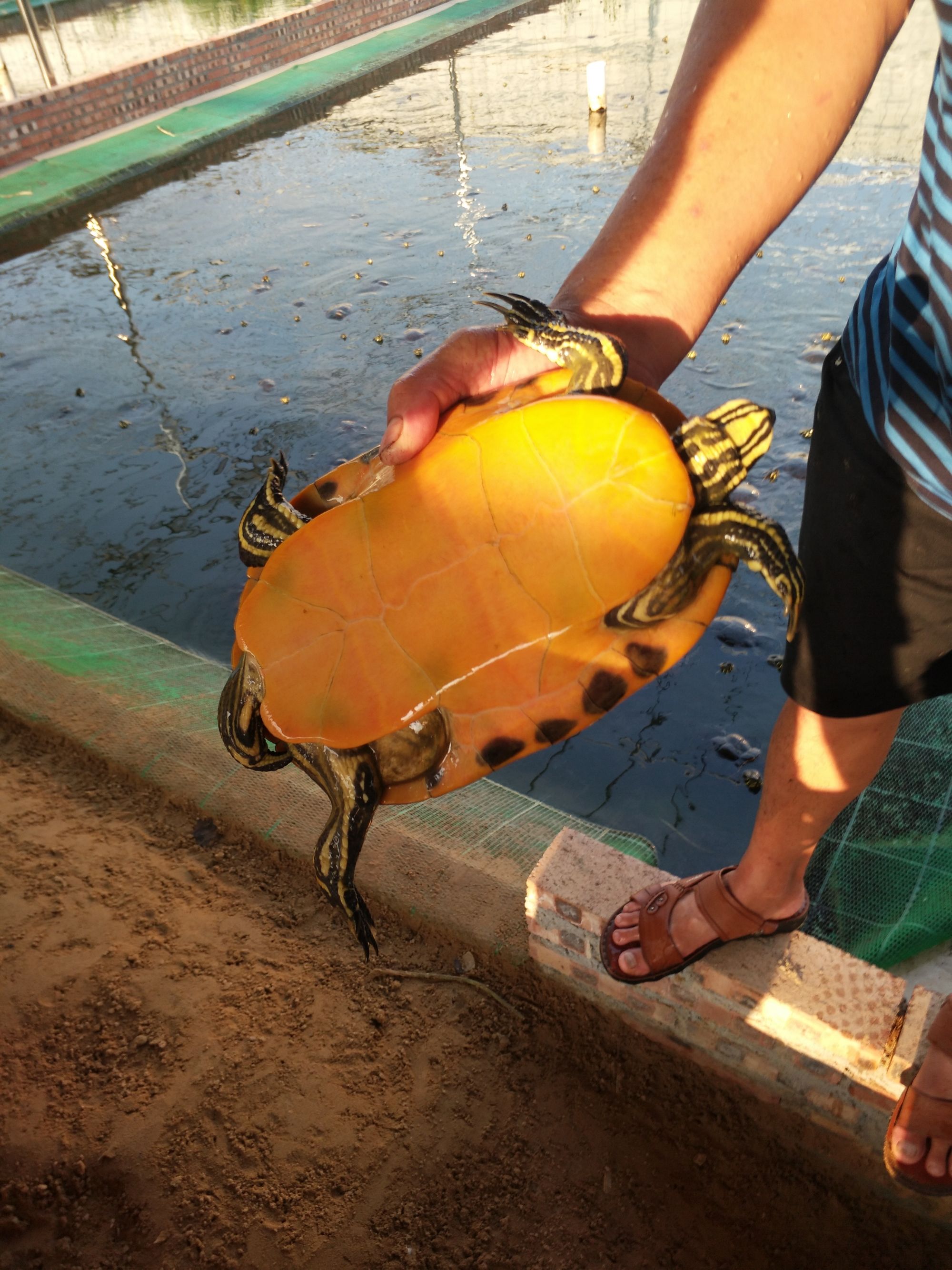 山乌龟的养殖方法和注意事项