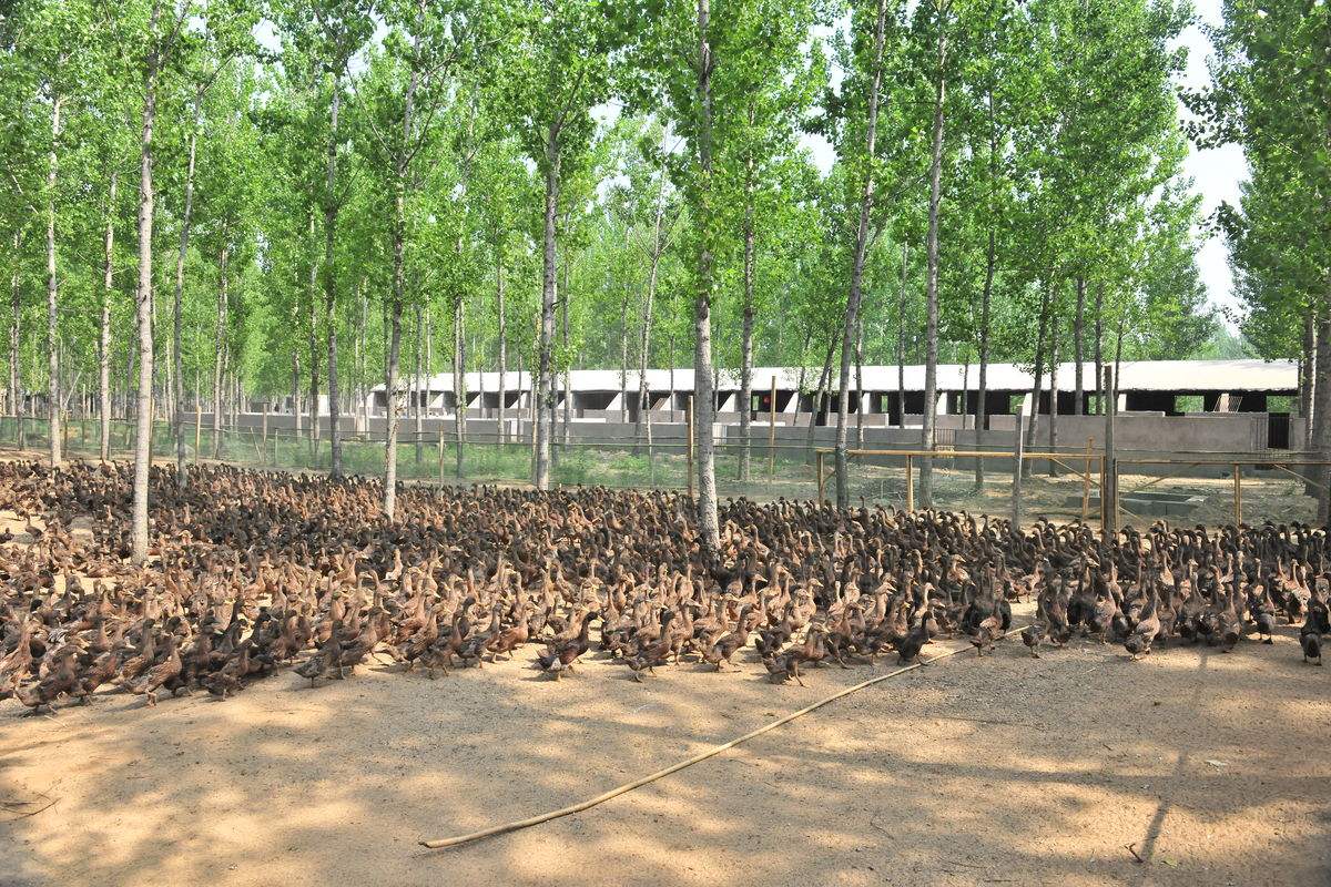 鸭掌木的养殖方法和注意事项