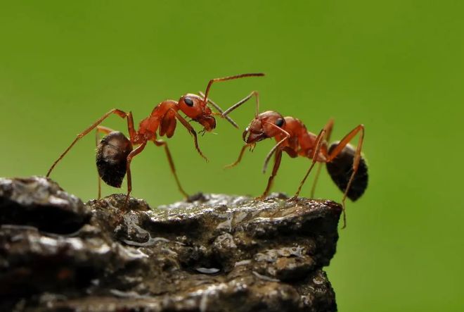 僵尸蚂蚁图片