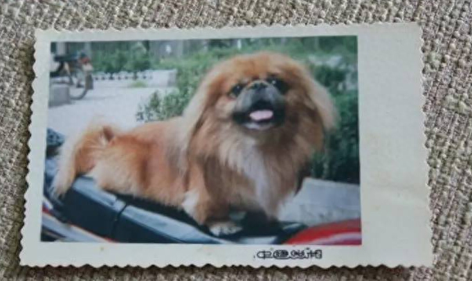 京巴犬图片