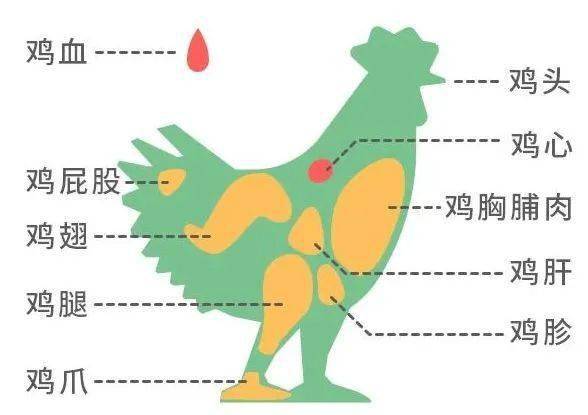 鸭胗是什么器官