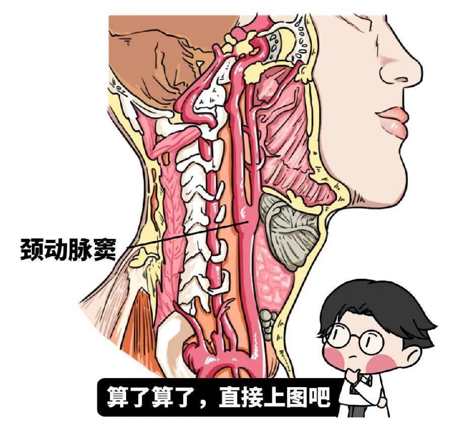 颈动脉窦位置