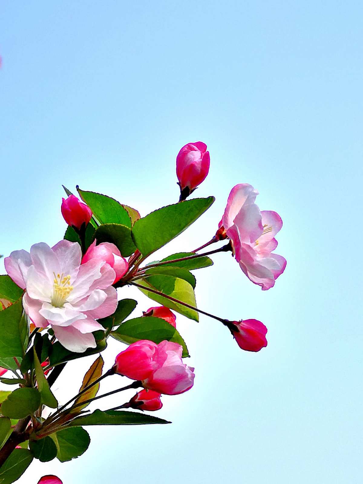 海棠花的花语和寓意