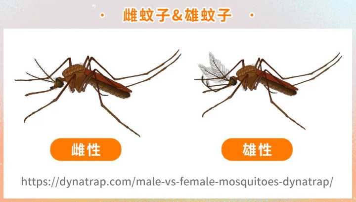 什么血型招蚊子