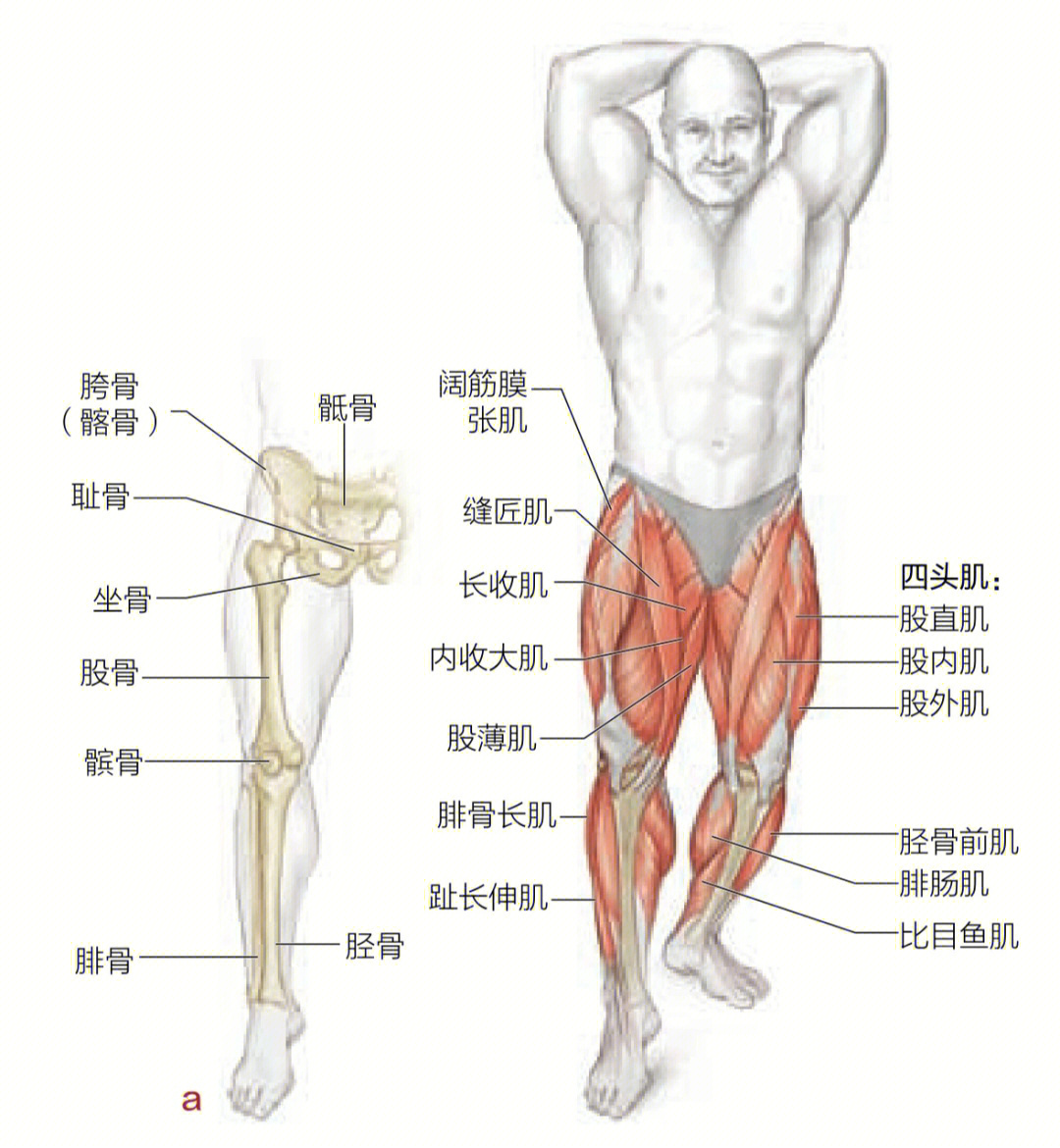 膝关节屈伸肌肉图片