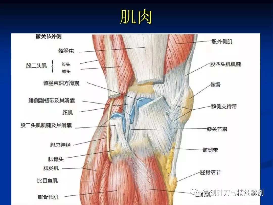 膝超伸是什么