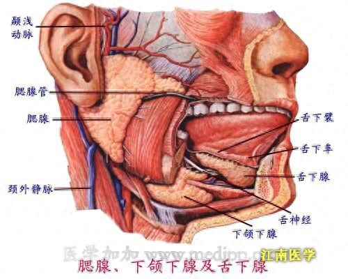 腮腺导管开口