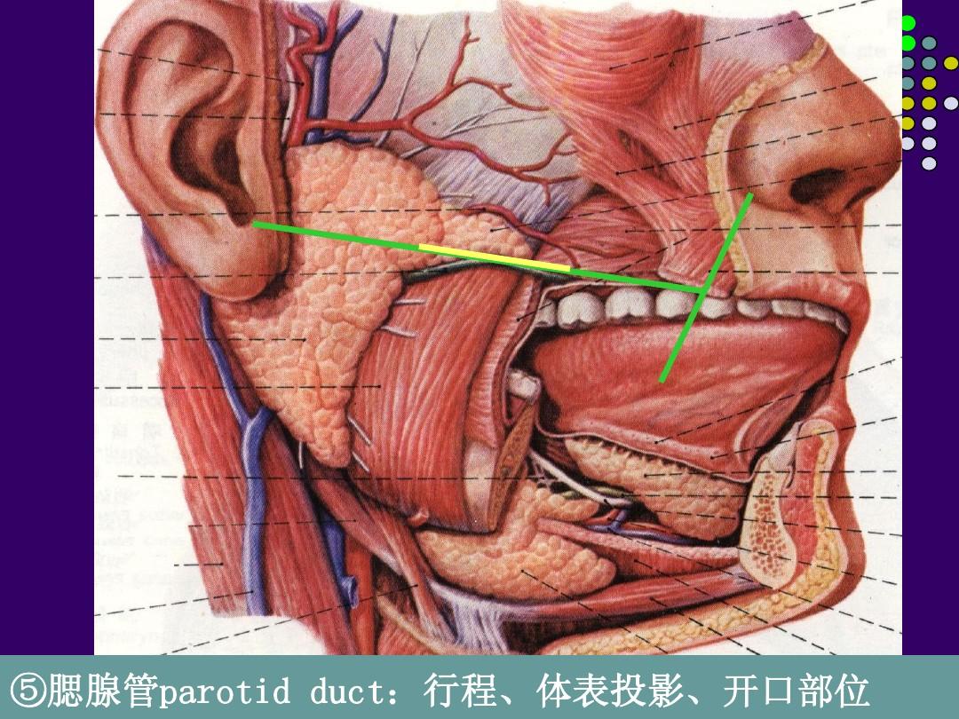 腮腺导管开口