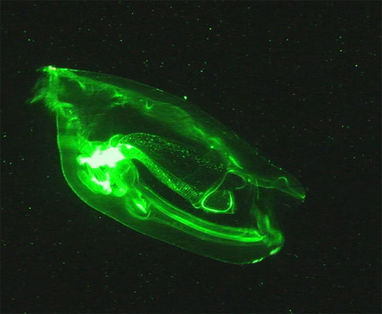 灯笼鱼身体上的发光器官起源于