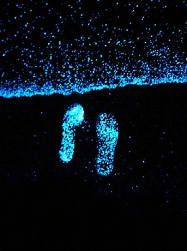 灯笼鱼身体上的发光器官起源于