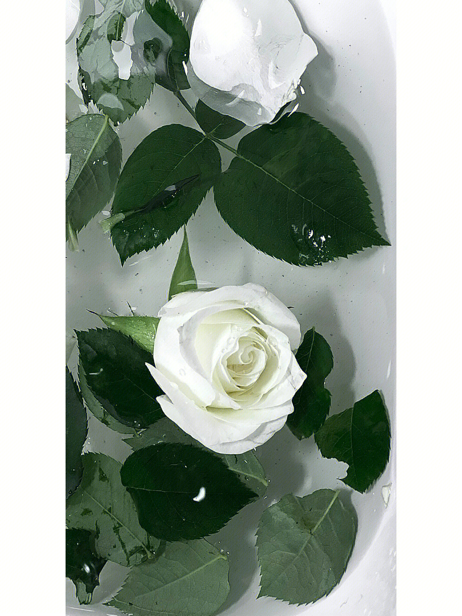 白玫瑰的寓意