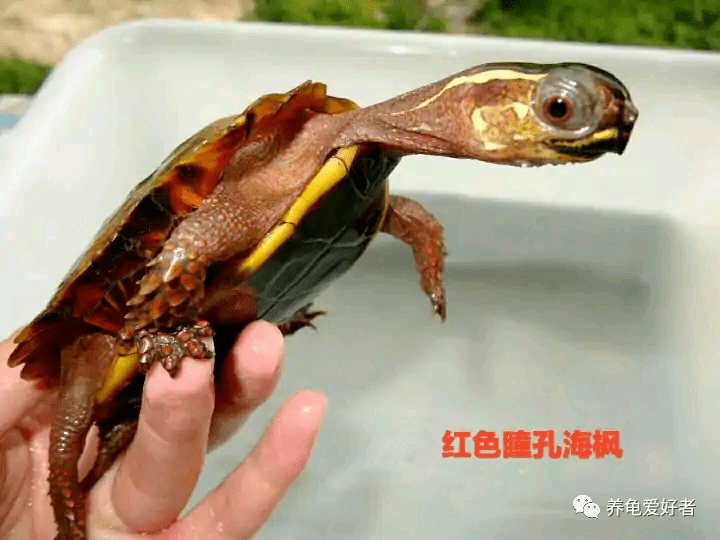 枫叶龟